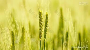 农村小麦即将成熟油画般的颜色